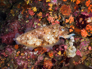 Pharaoh cuttlefish laying eggs in the coral reef