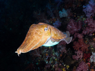 Pharaoh cuttlefish swimming in the coral reef