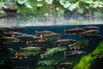 Flock of rainbow trout swimming in blue green water seen through aquarium window.