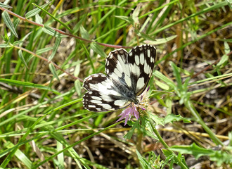 Melanargia galathea butterfly (marbled white) on a flower. Pyrenees mountains in Aragon. Spain. 
