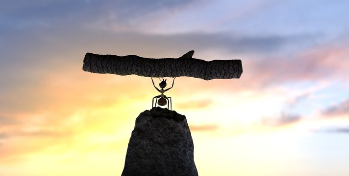 fourmi qui porte une branche face au coucher du soleil