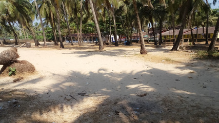 Sand located under the coconut tree in Goa beach