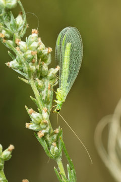 Сommon green lacewing (Chrysoperla carnea  on the stem of the grass. Place for text.