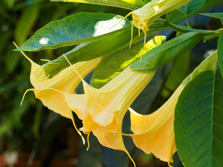 Brugmansia or golden angel's trumpet, ornamental shrub with yellow blooms and pleasant fragrance between alternate, oblong leaves with smooth edges