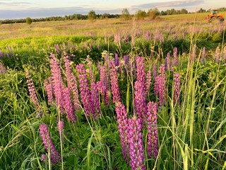 purple flowers in the field