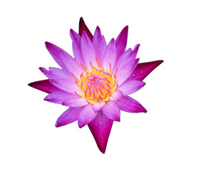  Purple lotus on white background