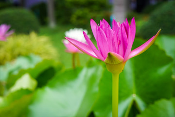 The lotus flower in the pond and the lotus leaf in the background