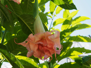 Beautiful pendulous Peachy Brugmansia flowers or Angel's trumpet