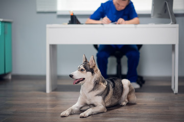 Siberian husky waiting for its owner in a vet clinic