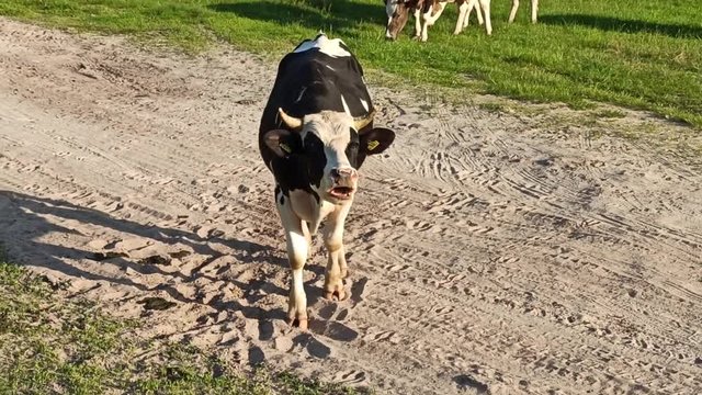 Aggressive bull digs sand with his hoof. Young bull shrieking and threatening. Angry bull rowing the sand with his hoof
