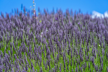 Fototapeta na wymiar Beautiful lavender growing on a hill.View of a blooming lavender field