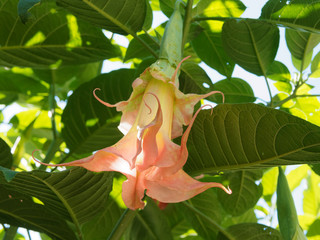 Brugmansia or Angel's trumpet, woody plant, many-branched trunk with pendulous trumpet-shaped...