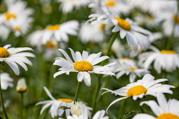 Obraz premium Large garden daisies on a green background
