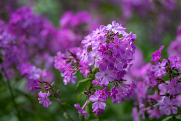 Pink phlox flowers on a background of green shoots