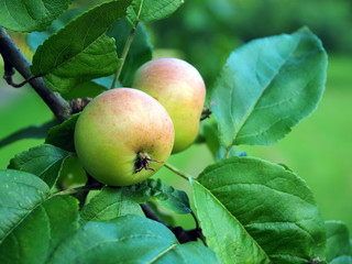 Young apples ripen on a branch