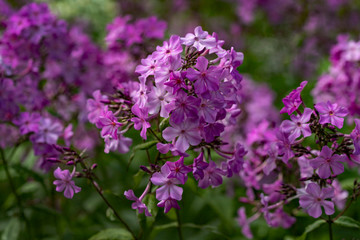Pink phlox flowers on a background of green shoots