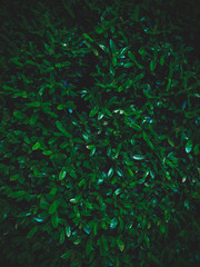 Green leaves natural wall background with vignetting