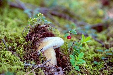 Fototapete bei efototapeten.de bestellen   