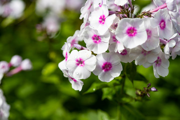 White phlox with pink center in dew drops