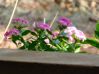 yellow flowers with green leaves with a blur background