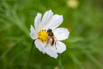 Bee in a white rosehip flower with a yellow center on a background of green leaves