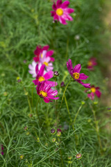 Pink, white and red daisies on a background of green shoots