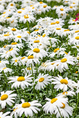 Fototapeta premium Texture of large garden chamomile on a green background. Camomile field.