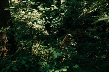 forest trees. nature green wood sunlight backgrounds.