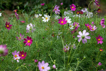 Pink, white and red daisies on a background of green shoots