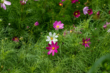 Pink, white and red daisies on a background of green shoots