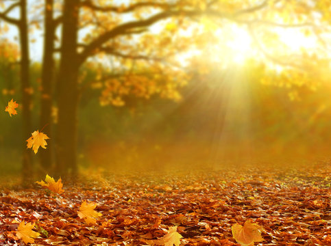 Beautiful autumn  landscape with yellow trees and sun. Colorful foliage in the park. Falling  leaves natural background .