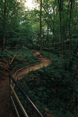 forest trees. nature green wood sunlight backgrounds.