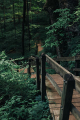 forest trees. nature green wood sunlight backgrounds.