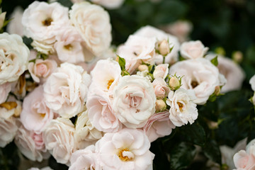 Bouquet of light pink tea roses on a green background