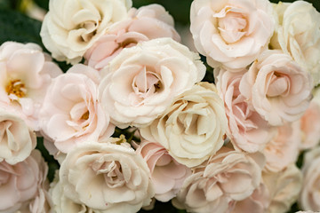 Fototapeta na wymiar Bouquet of light pink tea roses on a green background