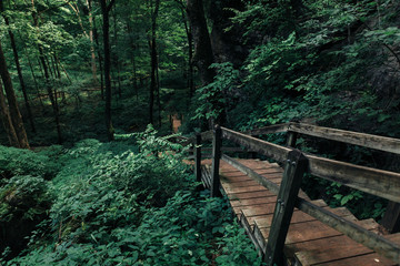 forest trees. nature green wood sunlight backgrounds.