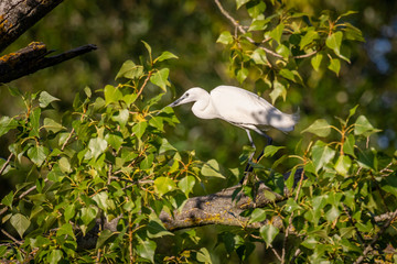 Little egret (Egretta garzetta)