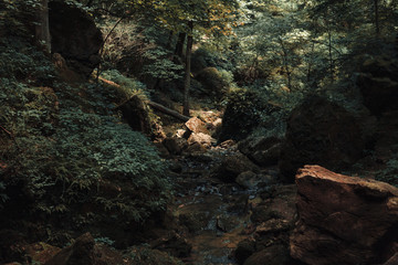 forest trees. nature green wood sunlight backgrounds.