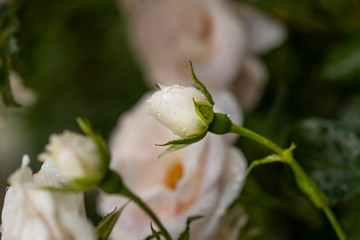 Tea roses in raindrops in the garden