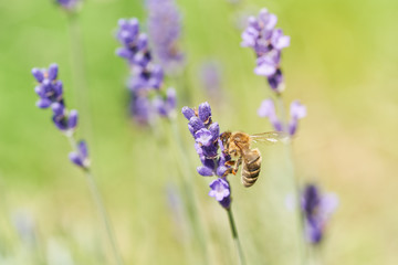 Bee picking pollen lavender flower. Defocused nature violet, green and sunny orange in background.