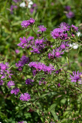 Obraz premium Lilac meadow flowers on a green background