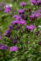 Lilac meadow flowers on a green background