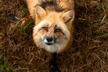 Volpe 3 zampe Sainte-Croix