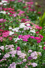 Obraz premium Pink, white and red flowers of yarrow on a background of green shoots