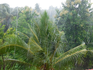 heavy rain drops over coconut leaves