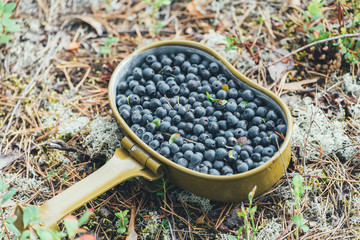 Fresh blueberries hand picked on swamp in an army bowler hat.