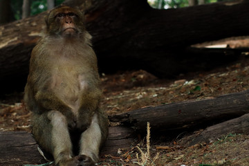 macaco in attesa Montagne des Singes