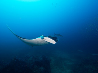 Oceanic manta ray swimming in coral reef (Mergui, Myanmar)