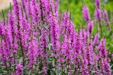 Garden pink flowers oblong shape on green background