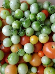 Red and green tomatoes on a plate